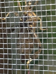 Melucha quadrivittis