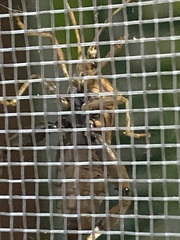 Melucha quadrivittis