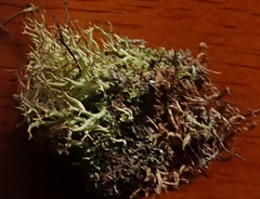 Cladonia amaurocraea