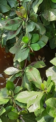 Magnoliopsida