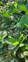 Magnoliopsida