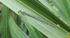 Ischnura aurora aurora