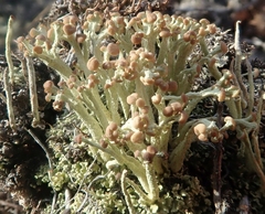 Cladonia botrytes