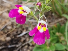 Craterostigma wilmsii