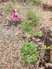 Craterostigma wilmsii