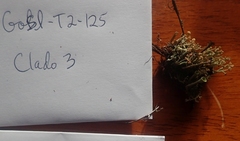 Cladonia botrytes