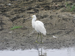 Egretta thula