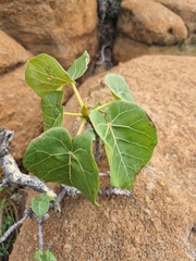 Ficus abutilifolia
