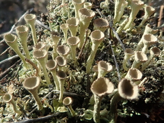 Cladonia deformis