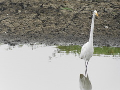 Ardea alba
