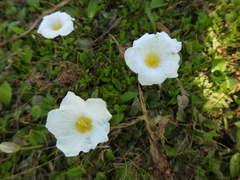 Nierembergia rivularis
