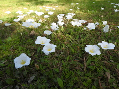 Nierembergia rivularis