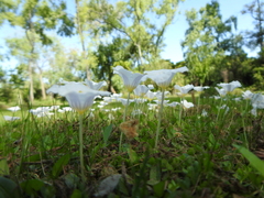 Nierembergia rivularis