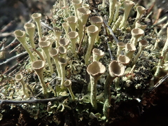 Cladonia deformis