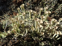 Cladonia deformis