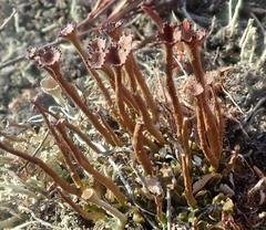 Cladonia ecmocyna