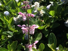 Stachys rigida rigida