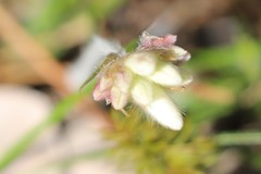 Conostylis aculeata