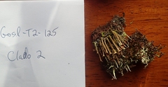 Cladonia ecmocyna