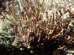 Cladonia ecmocyna
