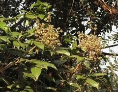 Sapindus laurifolius