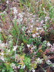 Chaenostoma caeruleum