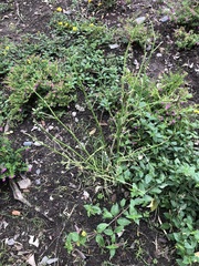 Asclepias curassavica