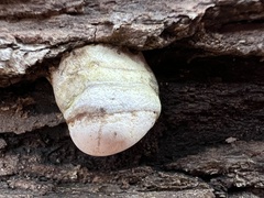 Laricifomes