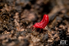 Neosteingelia texana