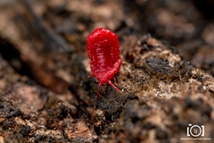 Neosteingelia texana