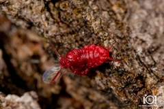 Neosteingelia texana