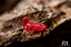 Neosteingelia texana