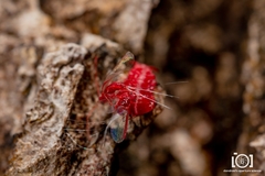 Neosteingelia texana