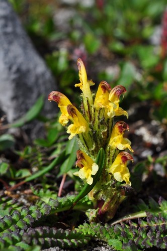 Pedicularis oederi iNat (3)