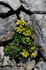 Draba densifolia