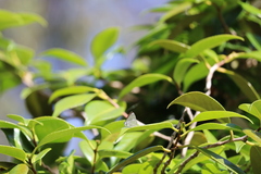 Eirmocides absimilis
