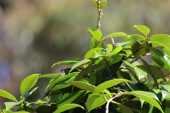 Eirmocides absimilis