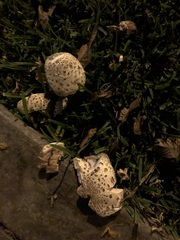 Chlorophyllum molybdites
