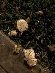 Chlorophyllum molybdites