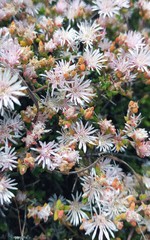 Drosanthemum parvifolium