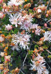 Drosanthemum parvifolium
