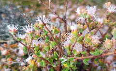 Drosanthemum parvifolium