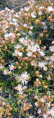Drosanthemum parvifolium