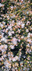 Drosanthemum parvifolium