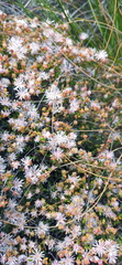 Drosanthemum parvifolium