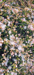 Drosanthemum parvifolium