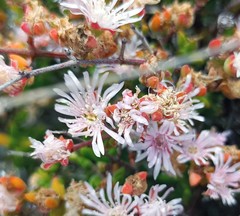 Drosanthemum parvifolium