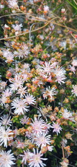 Drosanthemum parvifolium