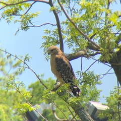 Buteo lineatus