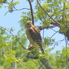 Buteo lineatus